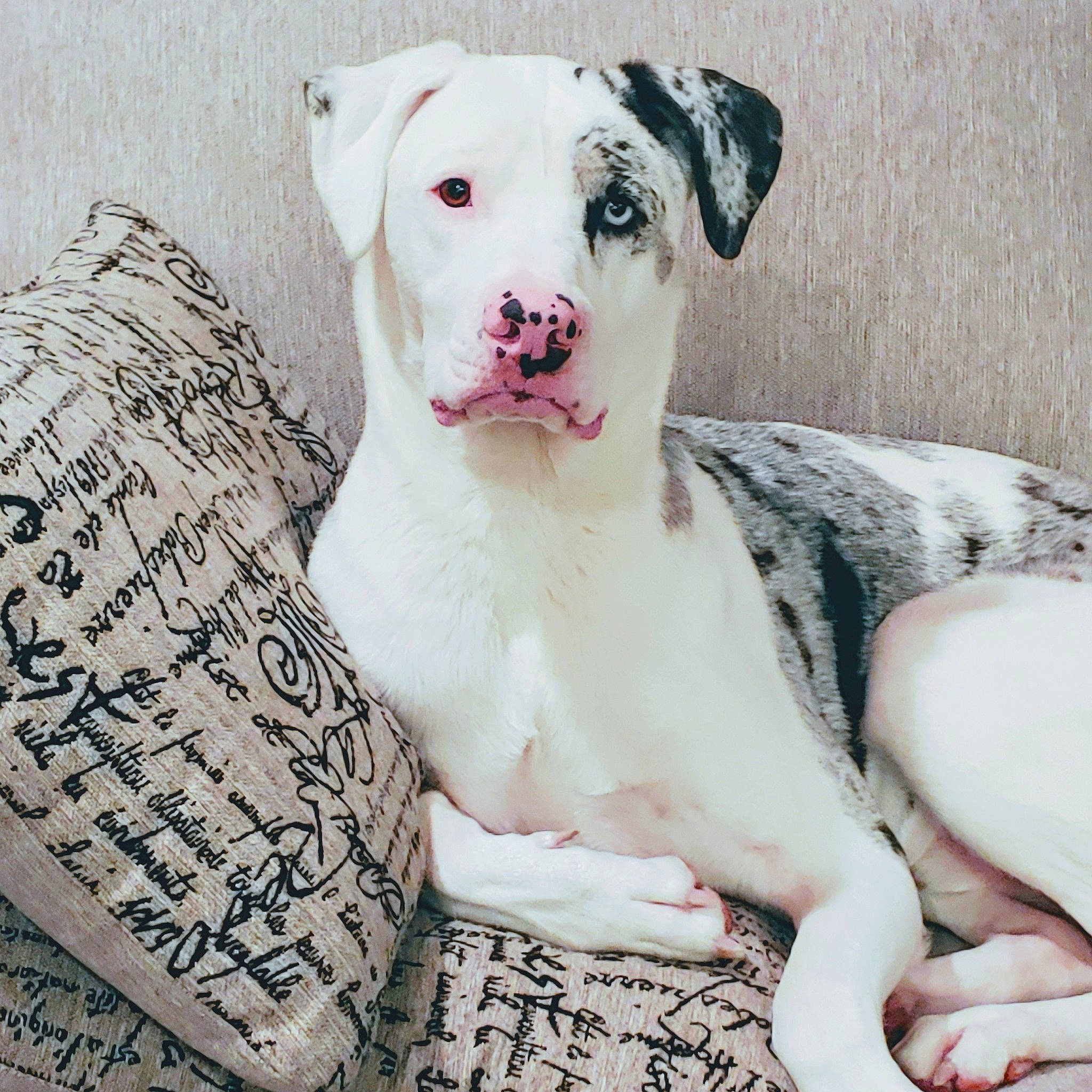 Ranger is registered to the contest to win money with this photo: american_bulldog, ancient_dog_breeds, bully_kutta, canidae, carnivore, catahoula_bulldog, companion_dog, dog, dog_breed, dogo_argentino, dogo_guatemalteco, fawn, great_dane, mammal, non_sporting_group, pit_bull, puppy_love, rare_breed_dog, snout, vertebrate