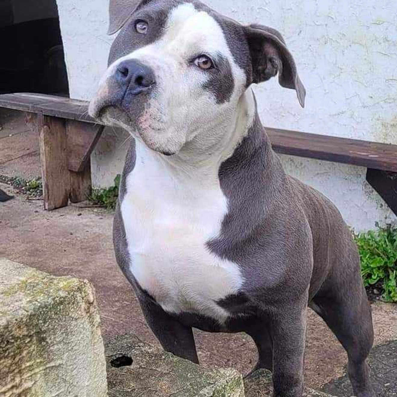 Shelby a rejoint le concours — aidez-le/la à gagner de superbes lots ! animal, ball, bench, bostonbull, boxer, bulldog, canine, dog, flagstone, football, frenchbulldog, furniture, path, pet, pitbull, puppy, slate, snout, soccer, walkway