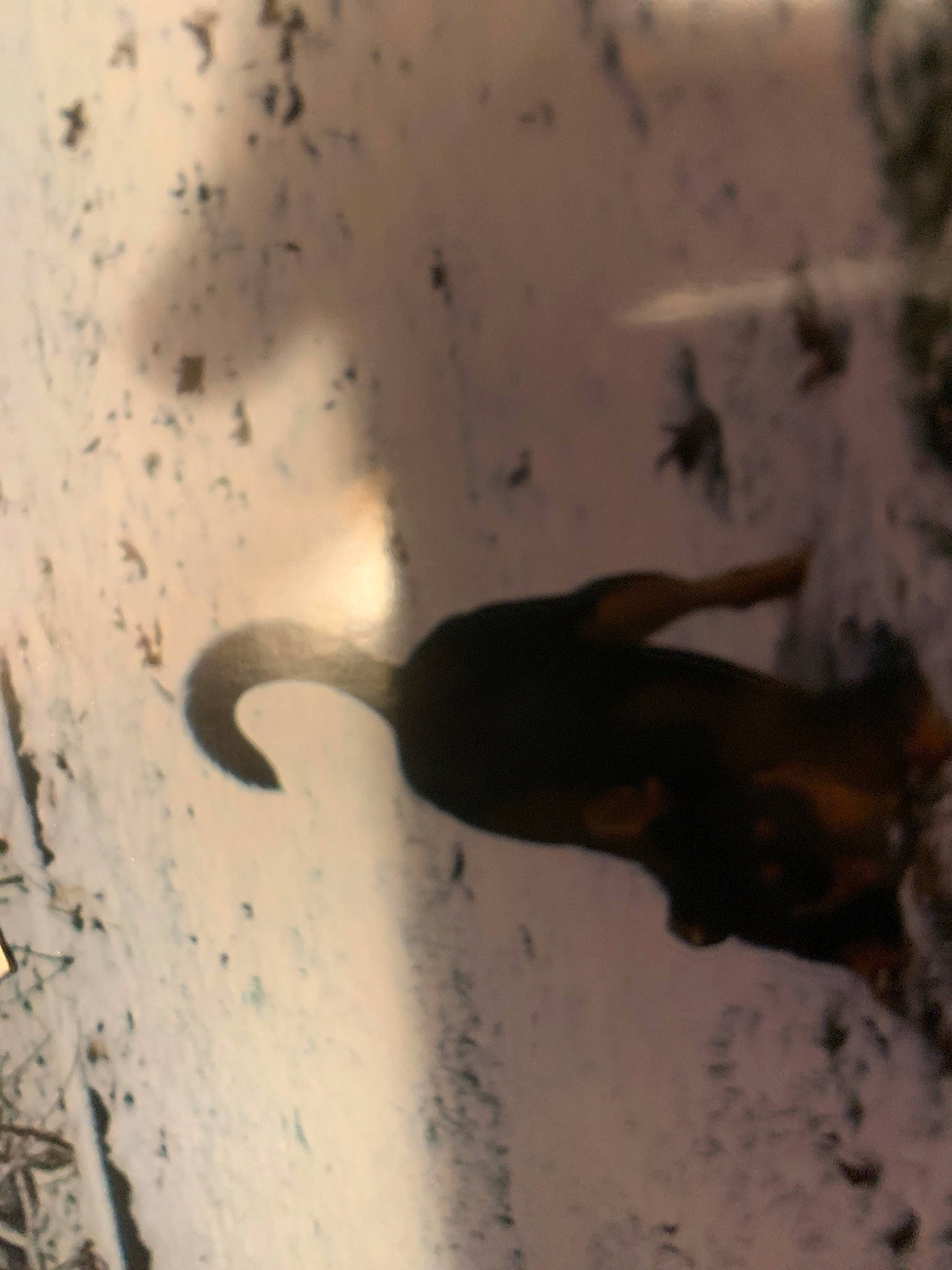 Sozy joined the competition — help win amazing prizes! amphibian, geological_phenomenon, shadow, sky, tail