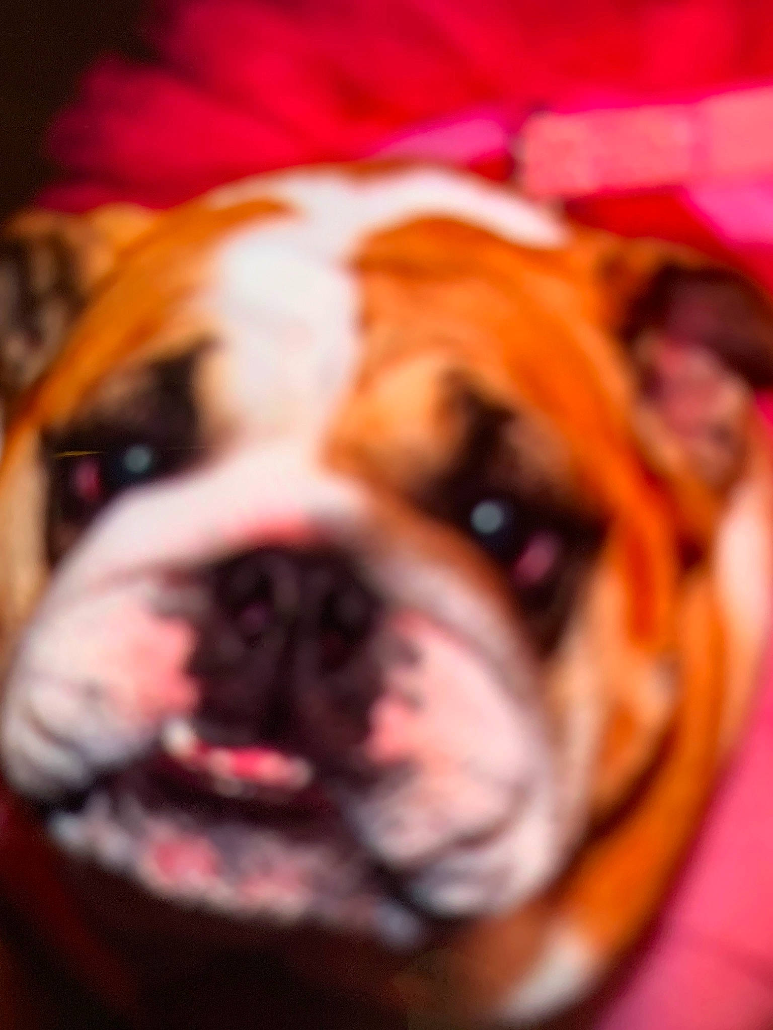 Pugs Not Really A Name is registered to the contest to win money with this photo: ancient_dog_breeds, australian_bulldog, boxer, british_bulldogs, bulldog, canidae, carnivore, companion_dog, dog, dog_breed, fawn, mammal, non_sporting_group, nose, old_english_bulldog, olde_english_bulldogge, skin, snout, toy_bulldog, vertebrate