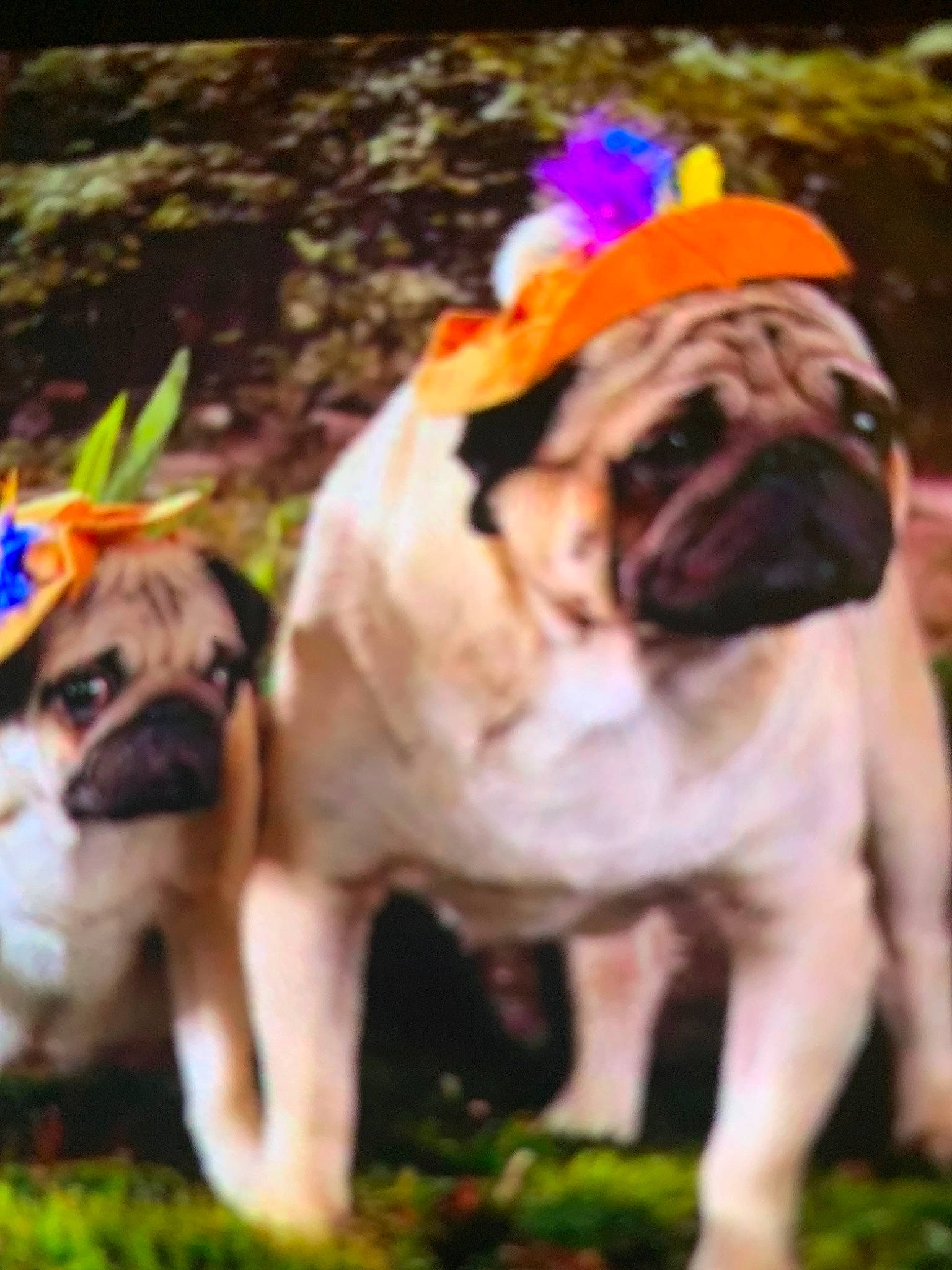 Pugs Not Really A Name is registered to the contest to win money with this photo: ancient_dog_breeds, canidae, carnivore, companion_dog, dog, dog_breed, fawn, mammal, pug, puppy, puppy_love, snout, sporting_group, toy_dog, vertebrate