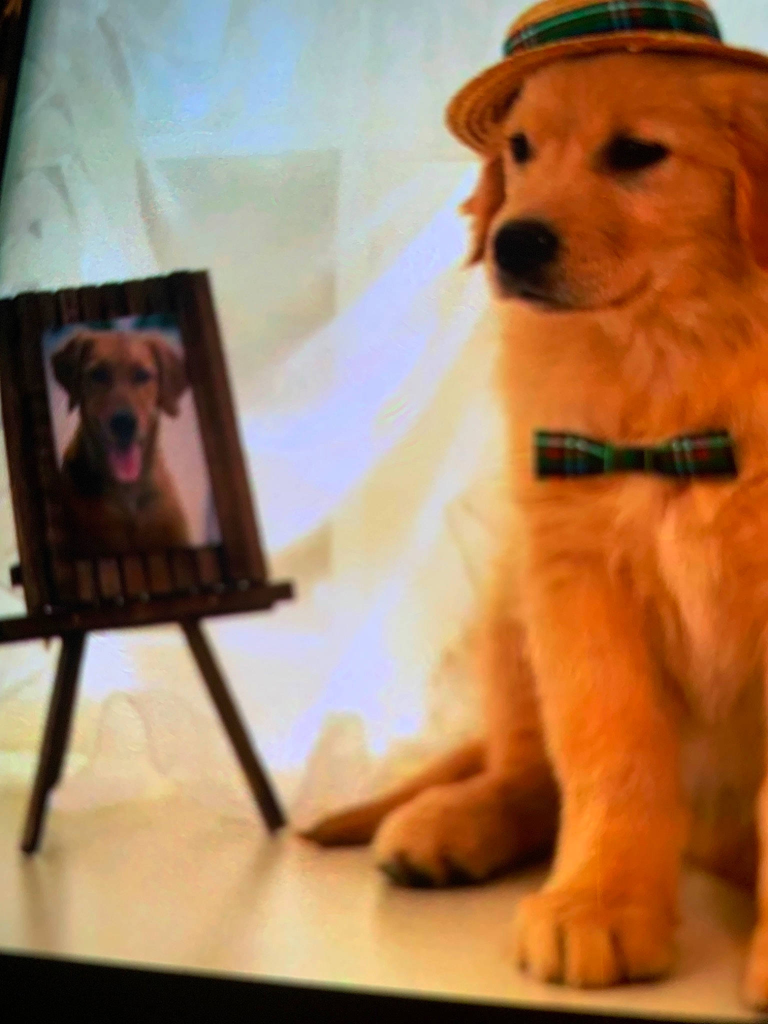 Pugs Not Really A Name is registered to the contest to win money with this photo: canidae, carnivore, companion_dog, dog, dog_breed, golden_retriever, mammal, puppy, puppy_love, retriever, snout, sporting_group