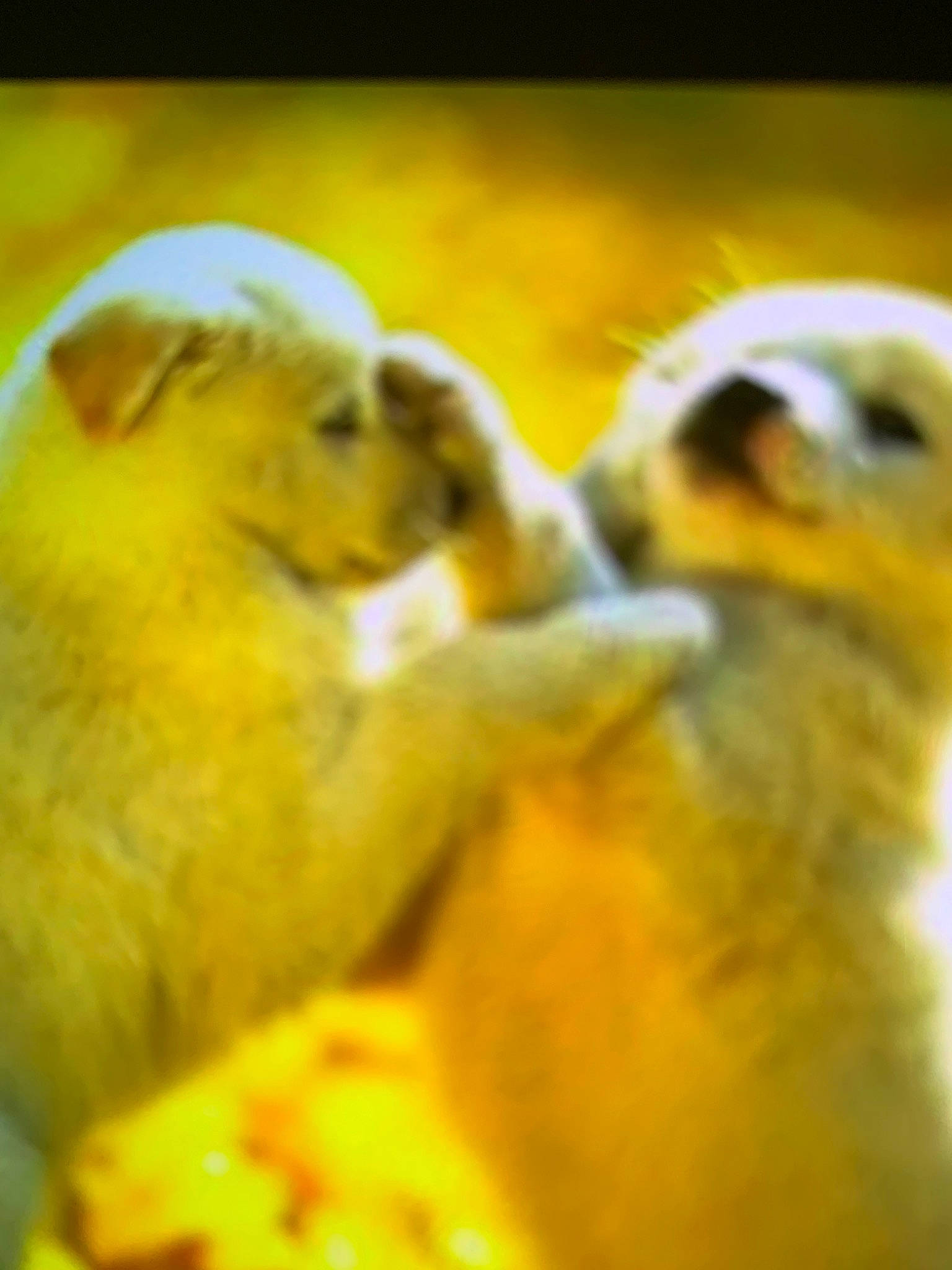 Pugs Not Really A Name