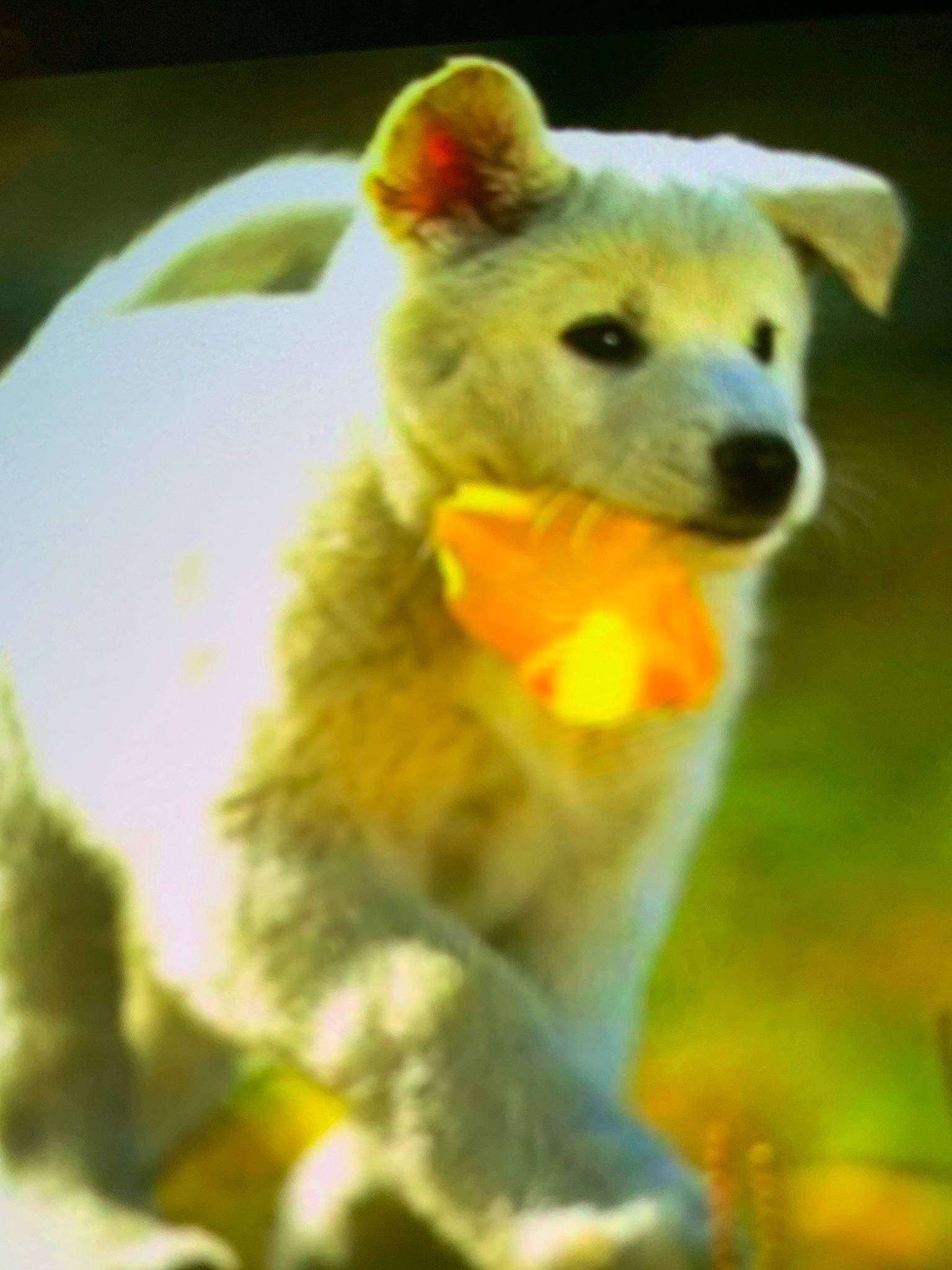 Pugs Not Really A Name is registered to the contest to win money with this photo: canidae, carnivore, companion_dog, dog, dog_breed, fawn, kintamani, korean_jindo_dog, mammal, non_sporting_group, puppy, snout, vertebrate