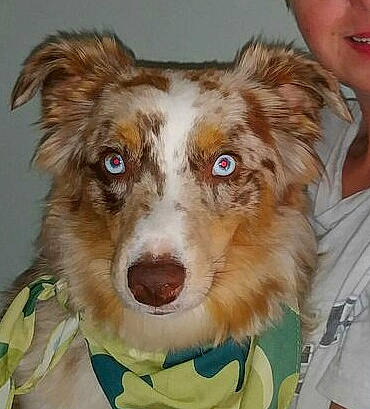 Auggie joined the competition — help win amazing prizes! australian_collie, australian_shepherd, basque_shepherd_dog, border_collie, canidae, carnivore, companion_dog, dog, dog_breed, ear, eye, herding_dog, mammal, miniature_australian_shepherd, nose, organ, snout, vertebrate, welsh_sheepdog, working_dog