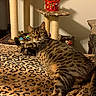 Baby Lynn is registered to the contest to win money with this photo: cat, tabby, leopard_print, blanket, playing, string, cat_tree, toys, basket, indoor, pet, feline, relaxed, brown, striped, whiskers, paws, fur, animal, household