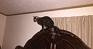 Baby Lynn is registered to the contest to win money with this photo: cat, tabby_cat, furniture, headboard, wood, carved_wood, indoor, bedroom, curtains, wall, ceiling, lamp, flash, glowing_eyes, pet, animal, domestic_animal, feline, perched, curious
