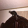 cat, tabby_cat, furniture, headboard, wood, carved_wood, indoor, bedroom, curtains, wall, ceiling, lamp, flash, glowing_eyes, pet, animal, domestic_animal, feline, perched, curious