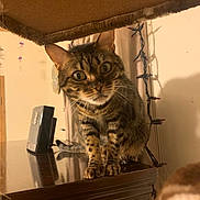 Baby Lynn is registered to the contest to win money with this photo: cat, tabby, curious, wide_eyes, indoor, furniture, wooden_surface, string_lights, shelf, pet, whiskers, ears, fur, reflection, household, curtain, close_up, animal, domestic, cute