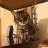 cat, tabby, curious, wide_eyes, indoor, furniture, wooden_surface, string_lights, shelf, pet, whiskers, ears, fur, reflection, household, curtain, close_up, animal, domestic, cute