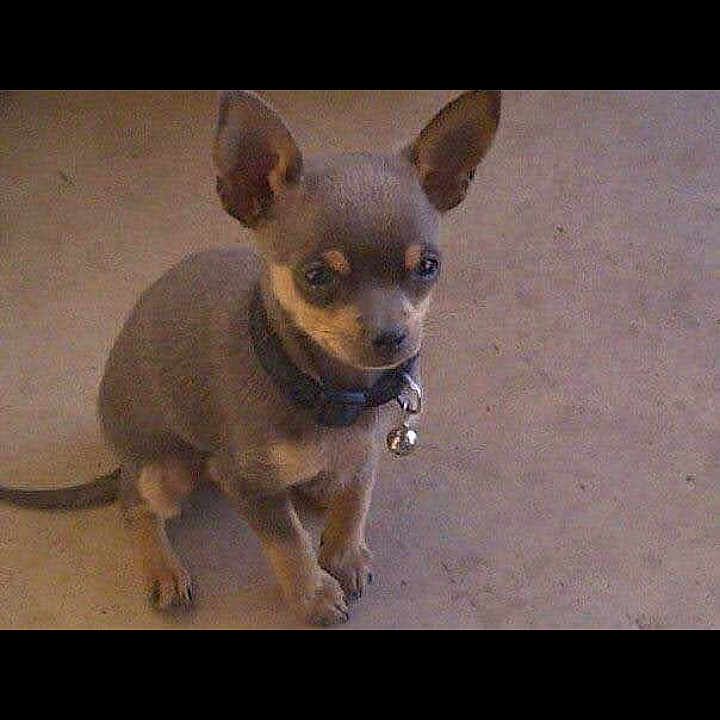 La Chiquita is registered to the contest to win money with this photo: accessories, animal, bulldog, canine, chihuahua, dog, leash, pet, puppy, strap