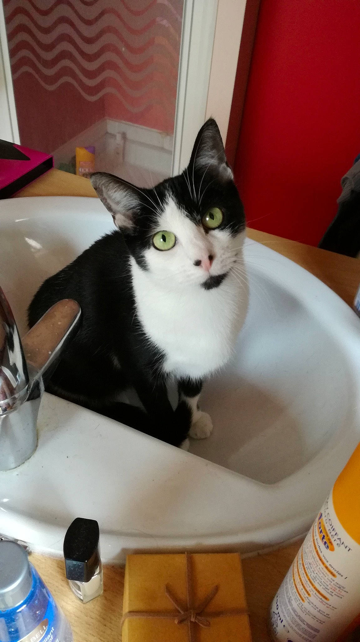 Malia participe au concours pour gagner de l'argent avec cette photo : american_shorthair, carnivore, cat, domestic_short_haired_cat, european_shorthair, felidae, kitten, sink, small_to_medium_sized_cats, whiskers