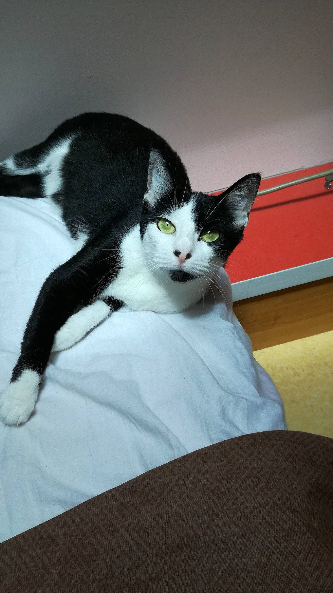 Malia participe au concours pour gagner de l'argent avec cette photo : american_wirehair, black_and_white, carnivore, cat, domestic_short_haired_cat, felidae, kitten, small_to_medium_sized_cats, tail, whiskers