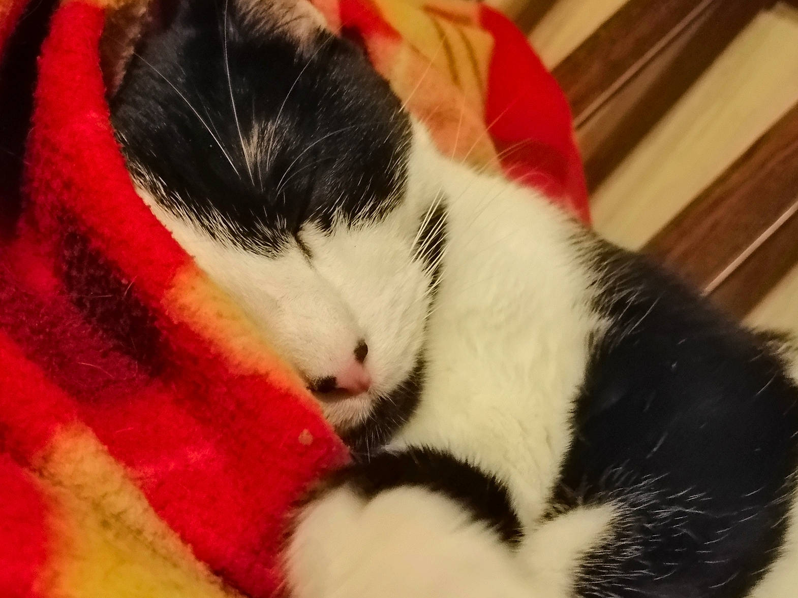 Malia a rejoint le concours — aidez-le/la à gagner de superbes lots ! american_wirehair, carnivore, cat, domestic_short_haired_cat, ear, felidae, fur, kitten, nap, nose, paw, polydactyl_cat, small_to_medium_sized_cats, snout, tail, whiskers