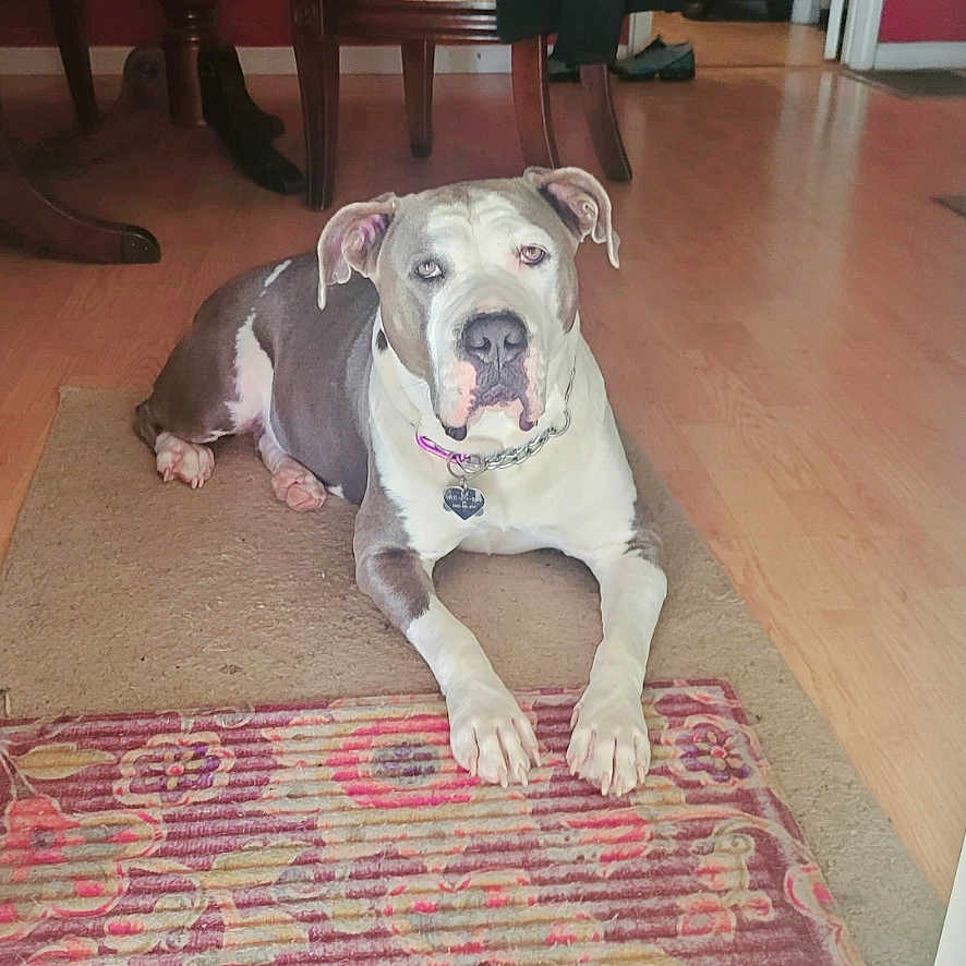 Nala is registered to the contest to win money with this photo: animal, brown_and_white, calm, canine, carpet, collar, dog, domestic_animal, flooring, furniture, household, indoor, laying_down, living_room, pet, quiet, relaxed, resting, rug, wooden_floor