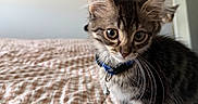 Cooper is registered to the contest to win money with this photo: kitten, tabby, cat, pet, collar, bell, bed, bedspread, checkered, indoor, feline, cute, young, whiskers, ears, fur, curious, domestic_animal, resting, mirror