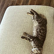 Cooper is registered to the contest to win money with this photo: cat, kitten, sleeping, tabby, fur, cushion, texture, beige, wood_floor, indoor, pet, animal, relaxation, cozy, lying_down, whiskers, paw, small, cute, resting