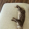 cat, kitten, sleeping, tabby, fur, cushion, texture, beige, wood_floor, indoor, pet, animal, relaxation, cozy, lying_down, whiskers, paw, small, cute, resting