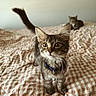 Cooper is registered to the contest to win money with this photo: kitten, cat, bed, collar, fur, whiskers, eyes, pet, domestic_animal, indoor, feline, curious, young_animal, tabby, soft_light, blurred_background, checkered_pattern, resting_cat, animal_companion, cute