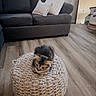 Cooper joined the competition — help win amazing prizes! kitten, cat, pouf, knitted, sofa, cushion, pillows, living_room, floor, wooden_floor, mirror, furniture, cozy, pet, indoor, cute, small_animal, domestic, resting, soft_lighting