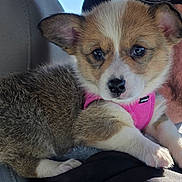 Bentleigh Grace joined the competition — help win amazing prizes! adorable, animal, closeup, companion, cute, dog, ears, friend, fur, indoors, mammal, nose, paw, pet, pink_harness, portrait, puppy, resting, soft, young