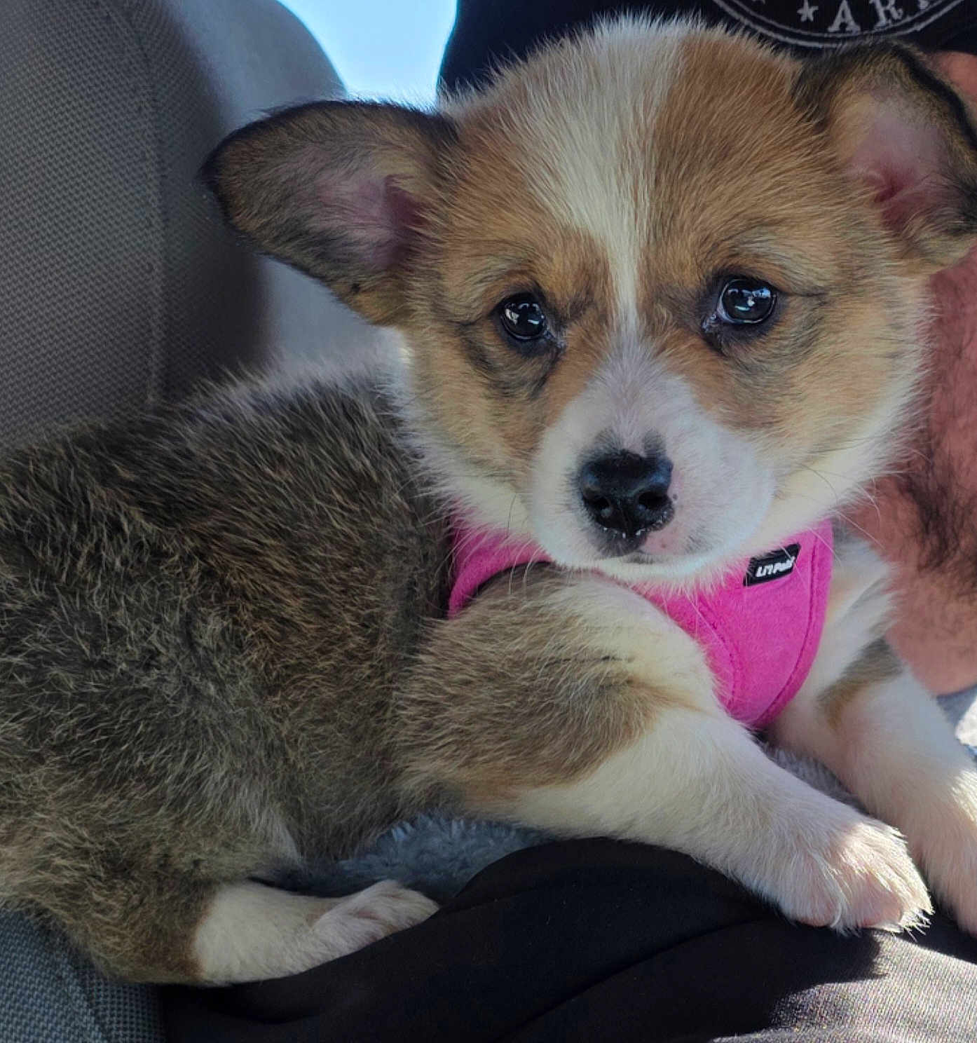 Bentleigh Grace joined the competition — help win amazing prizes! adorable, animal, closeup, companion, cute, dog, ears, friend, fur, indoors, mammal, nose, paw, pet, pink_harness, portrait, puppy, resting, soft, young