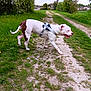 Vick participe au concours pour gagner de l'argent avec cette photo : animal, brown, bushes, canine, clouds, countryside, daytime, dirt_path, dog, grass, harness, nature, outdoor, pet, sky, summer, trees, village, walking, white
