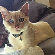 Mick is registered to the contest to win money with this photo: cat, cream_colored, blue_eyes, collar, bell, couch, tissue, indoor, pet, whiskers, curious, feline, soft_light, relaxed, close_up, fur, ears, nose, sitting, domestic_animal