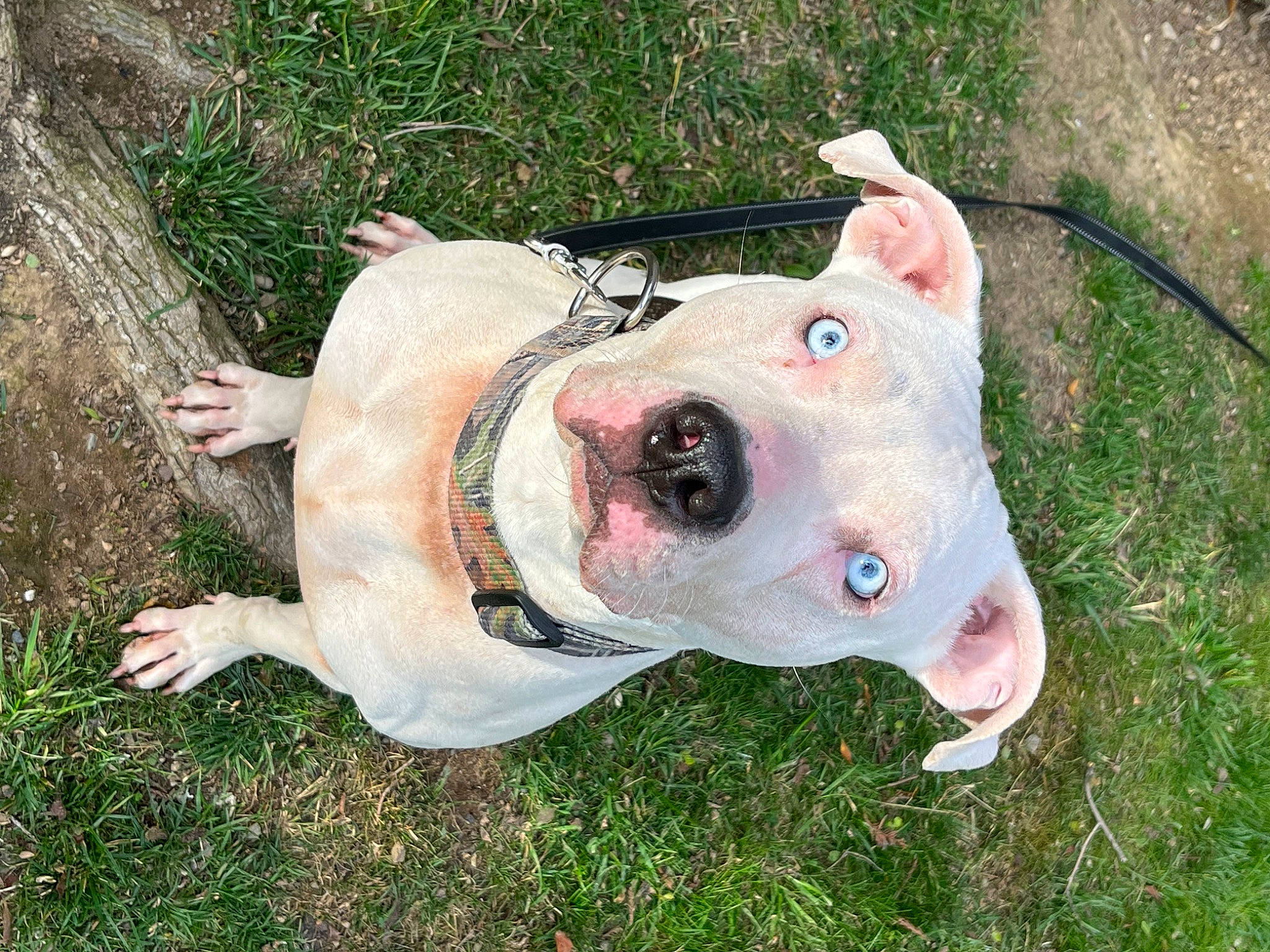 Heifer is registered to the contest to win money with this photo: art, canidae, carnivore, collar, companion_dog, dog, dog_breed, dog_collar, dog_supply, ear, fawn, grass, livestock, natural_material, pet_supply, snout, sporting_group, tail, terrestrial_animal, working_animal