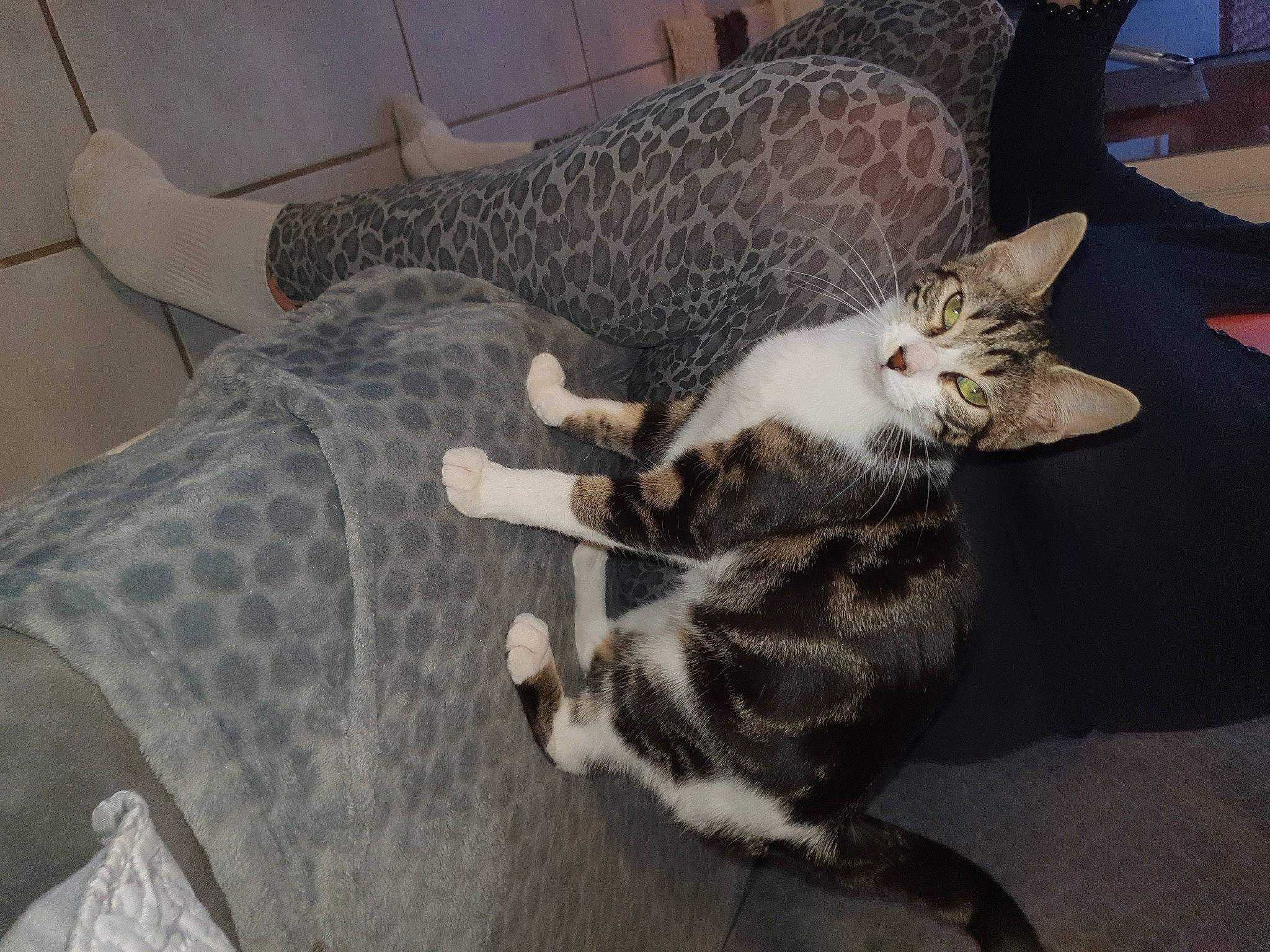 Cacoon a rejoint le concours — aidez-le/la à gagner de superbes lots ! american_shorthair, asian, carnivore, cat, domestic_short_haired_cat, dragon_li, egyptian_mau, european_shorthair, felidae, german_rex, kitten, mammal, small_to_medium_sized_cats, tabby_cat, tail, vertebrate, whiskers