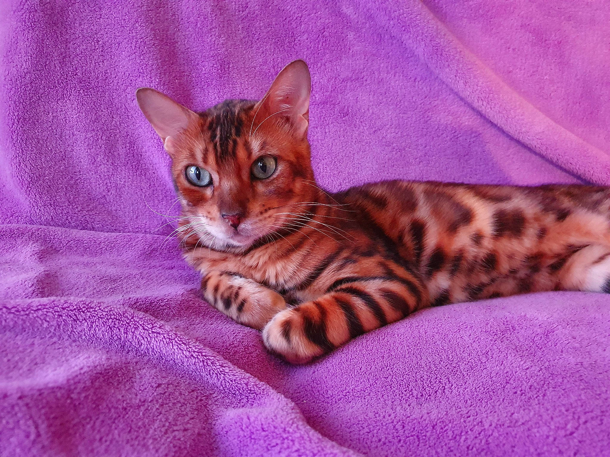 Orizon participe au concours pour gagner de l'argent avec cette photo : arabian_mau, asian, australian_mist, bengal, california_spangled, carnivore, cat, domestic_short_haired_cat, dragon_li, egyptian_mau, european_shorthair, felidae, kitten, mammal, ocicat, small_to_medium_sized_cats, tabby_cat, toyger, vertebrate, whiskers