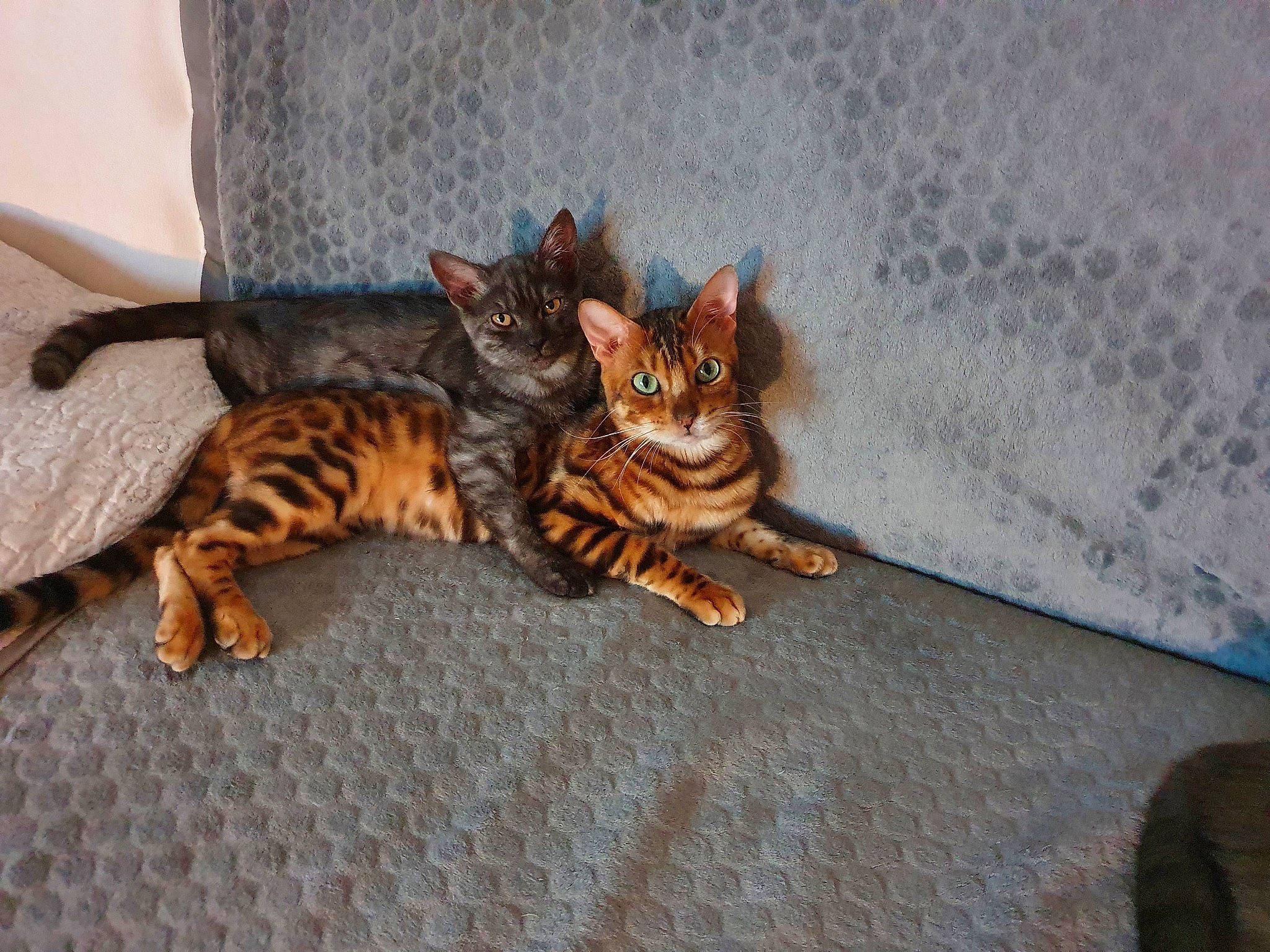 Orizon a rejoint le concours — aidez-le/la à gagner de superbes lots ! asian, bengal, california_spangled, carnivore, cat, domestic_short_haired_cat, dragon_li, egyptian_mau, european_shorthair, felidae, kitten, mammal, ocicat, savannah, small_to_medium_sized_cats, sokoke, tabby_cat, toyger, vertebrate, whiskers