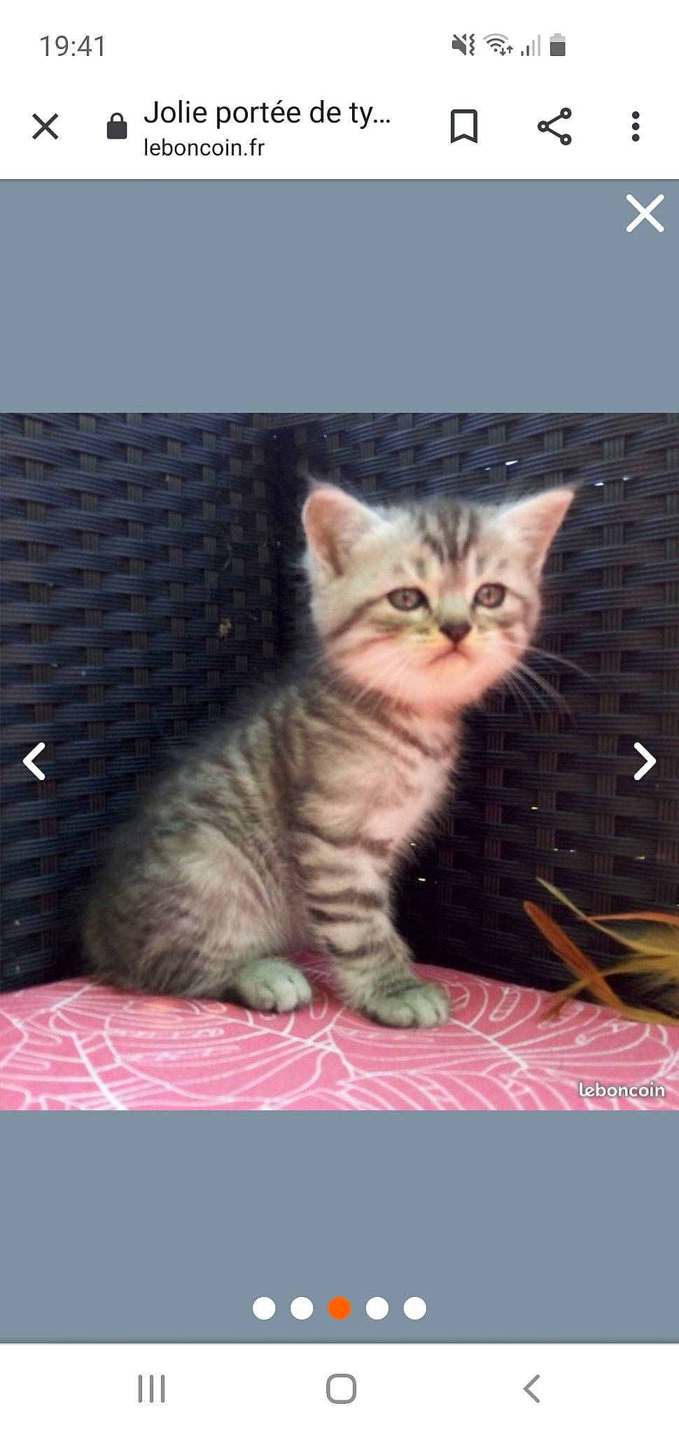 Rio participe au concours pour gagner de l'argent avec cette photo : american_shorthair, american_wirehair, asian, british_semi_longhair, british_shorthair, california_spangled, carnivore, cat, domestic_short_haired_cat, european_shorthair, felidae, kitten, mammal, photo_caption, pixie_bob, scottish_fold, small_to_medium_sized_cats, tabby_cat, vertebrate, whiskers