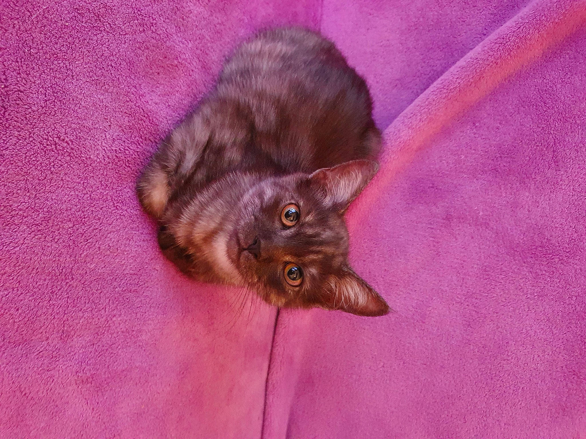 Rio a rejoint le concours — aidez-le/la à gagner de superbes lots ! asian, carnivore, cat, domestic_short_haired_cat, felidae, fur, german_rex, havana_brown, kitten, korat, nebelung, organism, small_to_medium_sized_cats, snout, tail, whiskers