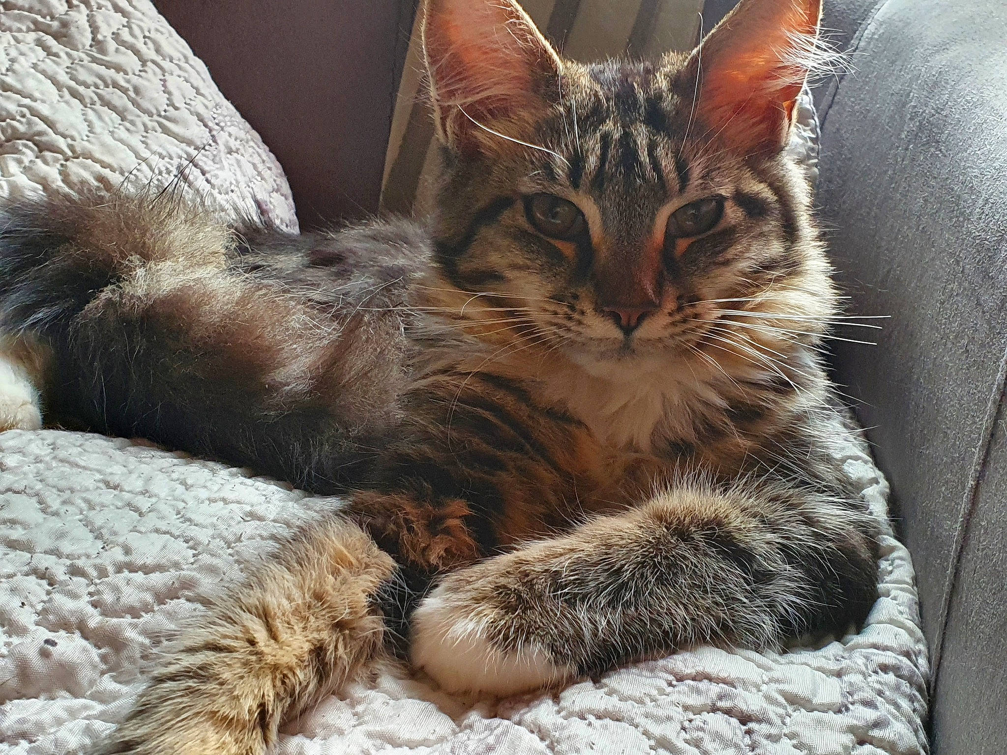 Reika participe au concours pour gagner de l'argent avec cette photo : asian, carnivore, cat, domestic_short_haired_cat, dragon_li, egyptian_mau, european_shorthair, felidae, fur, kitten, maine_coon, mammal, oriental_longhair, pixie_bob, small_to_medium_sized_cats, snout, tabby_cat, vertebrate, whiskers, wildlife