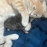 Baby is registered to the contest to win money with this photo: cat, kitten, animal, feline, towel, cuddle, cute, pet, sleepy, fur, whiskers, paw, striped_kitten, orange_cat, domestic_cat, resting, close_up, indoor, comfort, affection