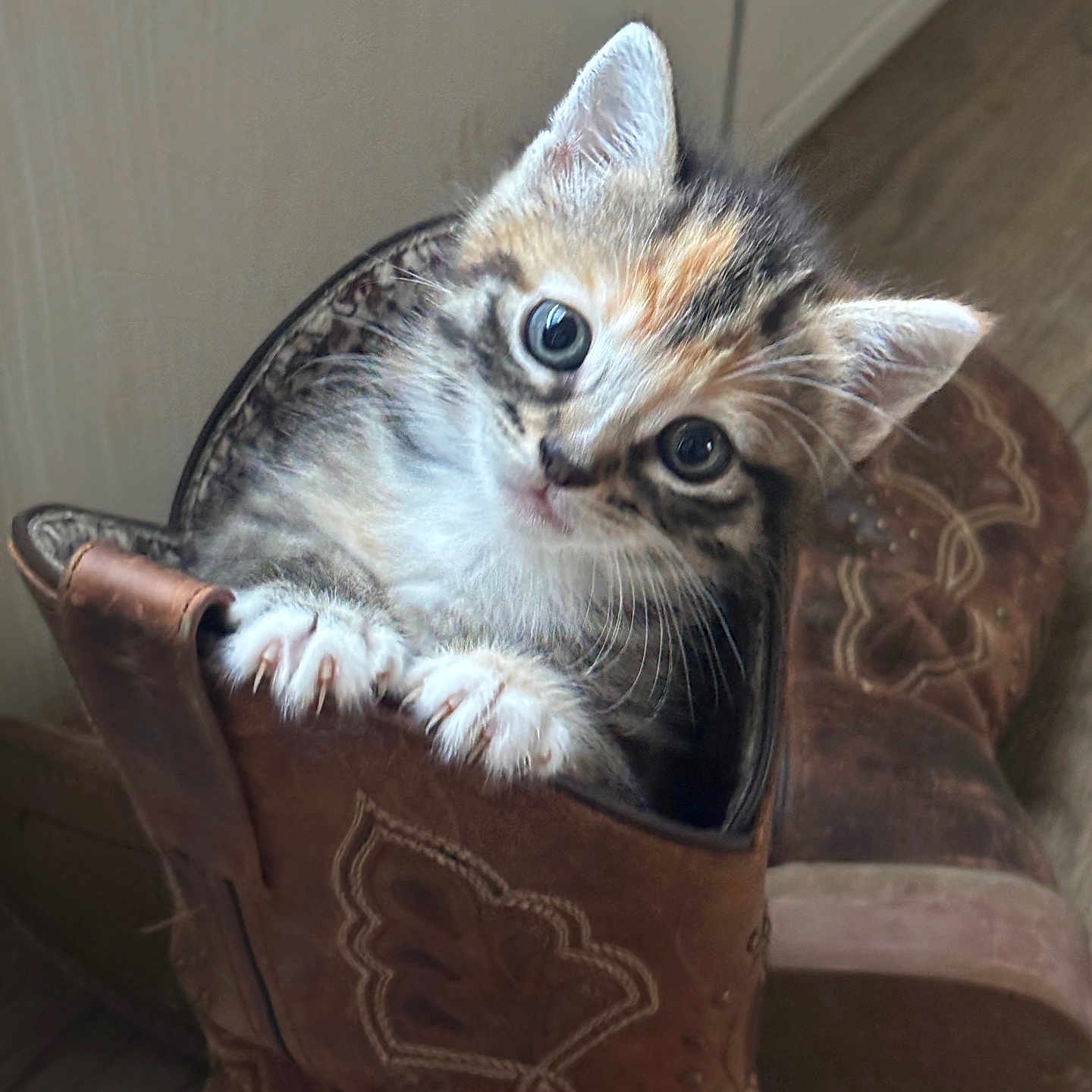 Baby joined the competition — help win amazing prizes! animal, boot, cat, closeup, cozy, curious, cute, domestic, eyes, floor, fur, indoor, kitten, leather, paws, pet, playful, whiskers, wood, young