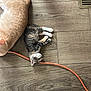 Baby joined the competition — help win amazing prizes! cat, kitten, sleeping, floor, wooden_floor, orange_cable, vent, pet, animal, domestic_animal, fur, tabby, ginger, resting, indoor, cute, small, large, side_by_side, relaxing