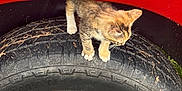 Baby joined the competition — help win amazing prizes! kitten, cat, car, tire, wheel, red_car, animal, pet, outdoor, curious, feline, fur, closeup, vehicle, exploration, small_animal, playful, nature, daylight, adventure