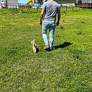 Sarabi is registered to the contest to win money with this photo: person, cat, grass, backyard, playground, slide, fence, tree, house, blue_sky, sunny_day, walking, casual_clothing, greenery, outdoor, pet, animal, nature, leisure, companion