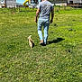 person, cat, grass, backyard, playground, slide, fence, tree, house, blue_sky, sunny_day, walking, casual_clothing, greenery, outdoor, pet, animal, nature, leisure, companion