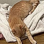 cat, ginger_cat, stretching, sleeping, towel, white_towel, wooden_floor, indoor, pet, animal, feline, cozy, relaxed, paw, tail, fur, whiskers, resting, cute, domestic_cat