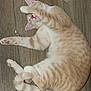 cat, tabby_cat, pet, animal, feline, fur, whiskers, paw, sleeping, relaxed, floor, wooden_floor, indoor, cute, playful, domestic_cat, striped, tail, ears, nose
