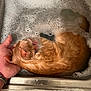cat, orange_tabby, wet, sink, bubbles, bath, hand, pet, animal, fur, water, domestic_cat, cute, relaxed, indoor, closeup, feline, grooming, soapy, comfort