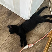 Bagheera is registered to the contest to win money with this photo: black_cat, cat, sleeping, floor, wood_floor, extension_cord, corner, indoor, pet, animal, relaxed, resting, feline, black_fur, domestic_cat, cord, plug, household, quiet, calm