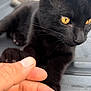 Bagheera joined the competition — help win amazing prizes! black_cat, cat, yellow_eyes, paw, human_hand, close_up, pet, animal, feline, touching, blurred_background, outdoor, soft_light, friendship, cute, domestic_cat, whiskers, fur, relaxing, companionship