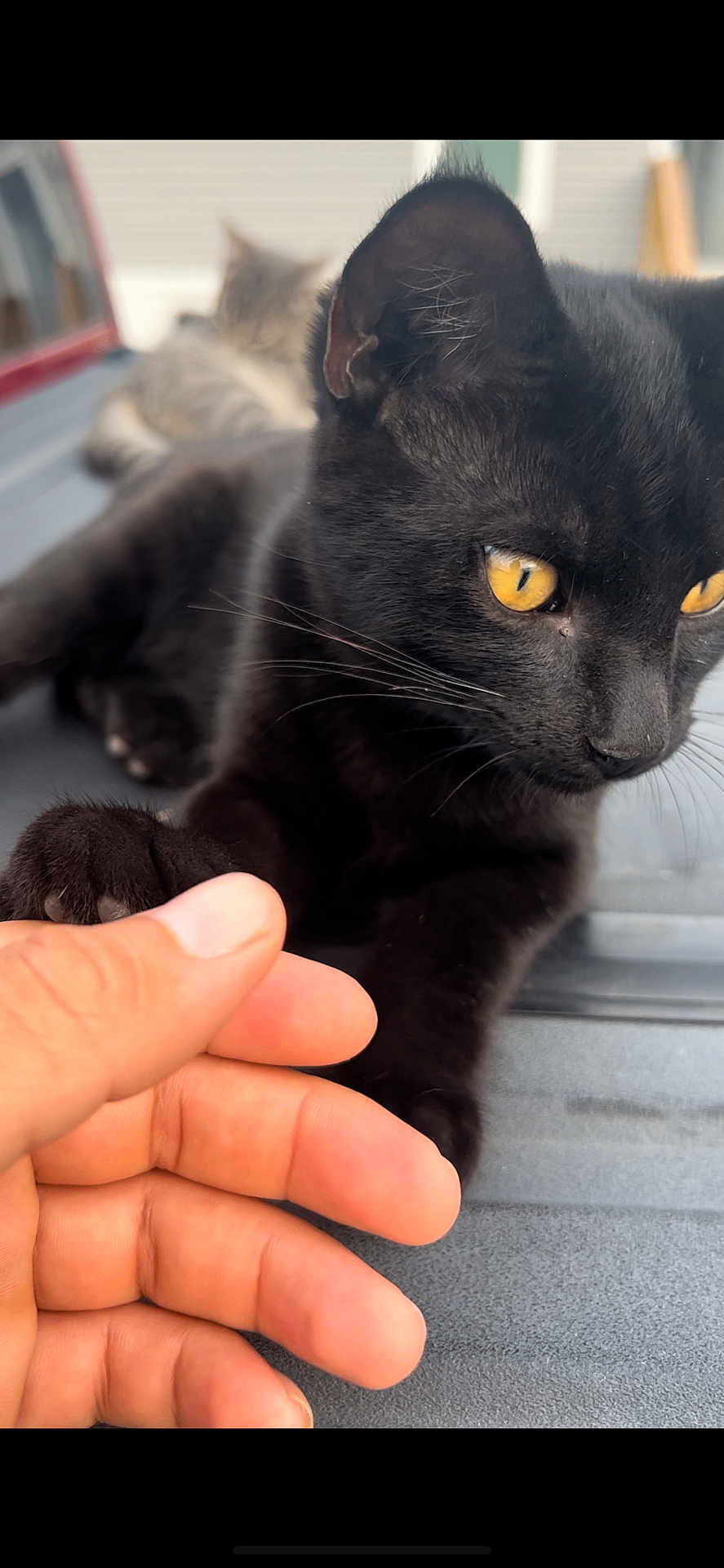 Bagheera