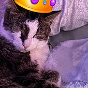 Kiki joined the competition — help win amazing prizes! cat, tabby, sleeping, cozy, blanket, patterned_blanket, indoor, pet, fur, whiskers, cute, relaxed, domestic_cat, animal, resting, closeup, soft, sleep, crown_emoji, digital_overlay