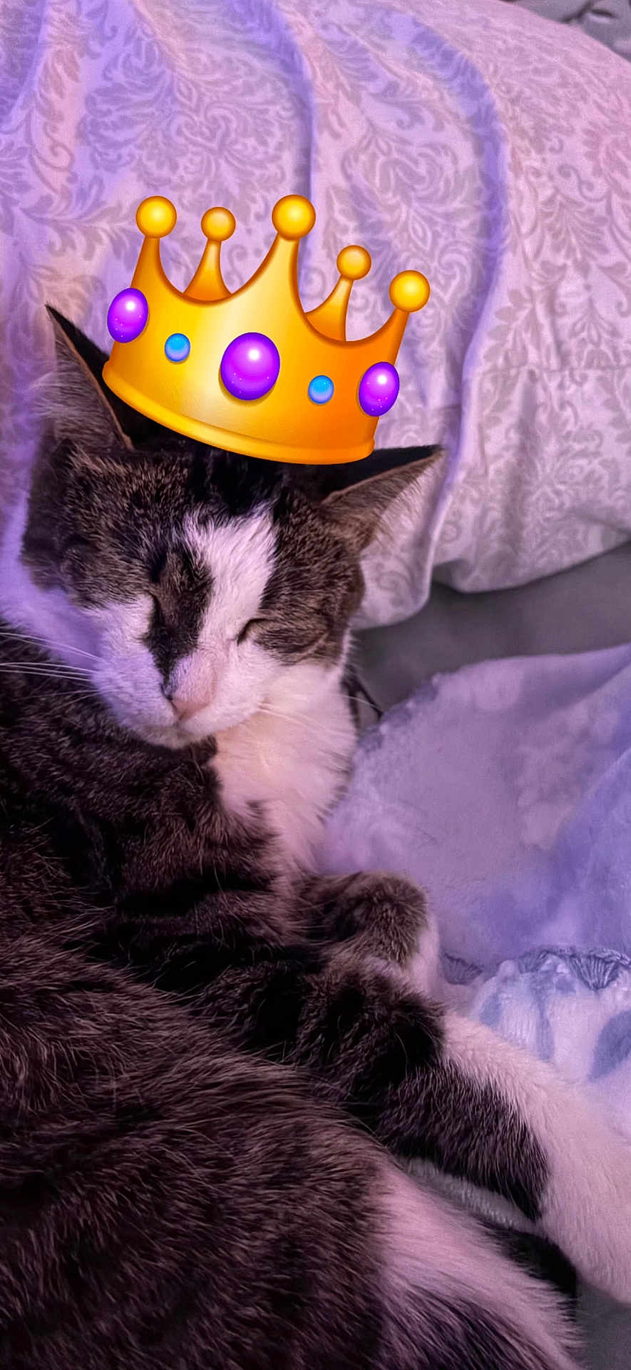 Kiki joined the competition — help win amazing prizes! cat, tabby, sleeping, cozy, blanket, patterned_blanket, indoor, pet, fur, whiskers, cute, relaxed, domestic_cat, animal, resting, closeup, soft, sleep, crown_emoji, digital_overlay