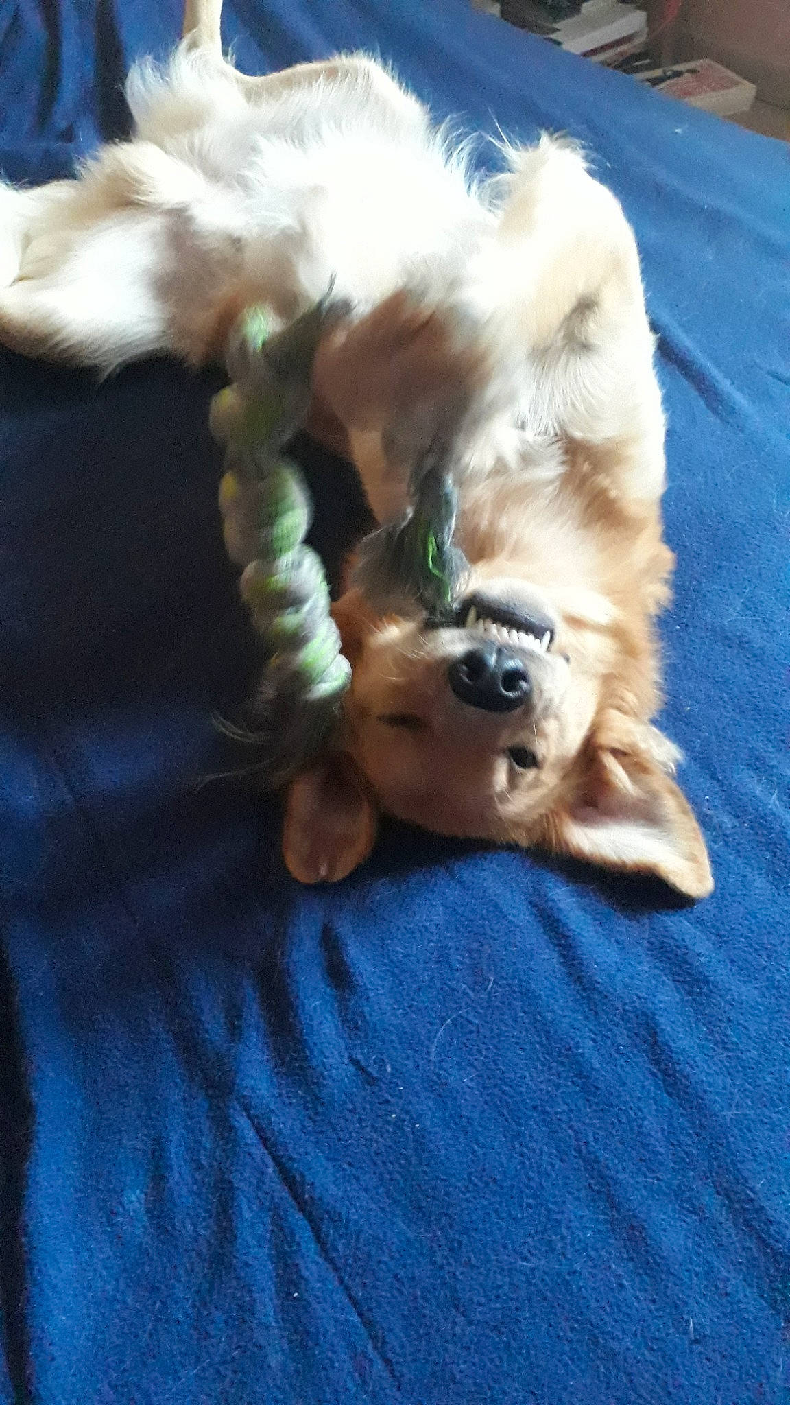 Marley participe au concours pour gagner de l'argent avec cette photo : american_cocker_spaniel, canidae, carnivore, cavachon, cavalier_king_charles_spaniel, cocker_spaniel, companion_dog, dog, dog_breed, fawn, lhasa_apso, pomeranian, puppy, puppy_love, shih_tzu, spaniel, sporting_group, toy_dog